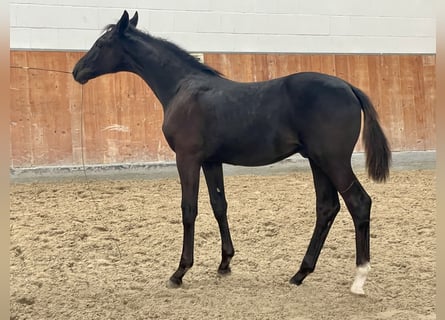 Hanoverian, Stallion, , Black