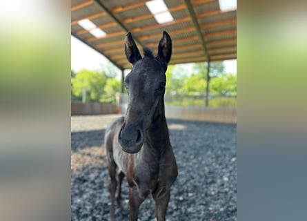 Hanoverian, Stallion, Foal (02/2025), Black