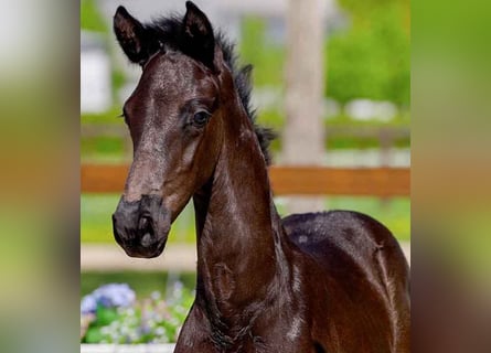 Hanoverian, Stallion, , Black