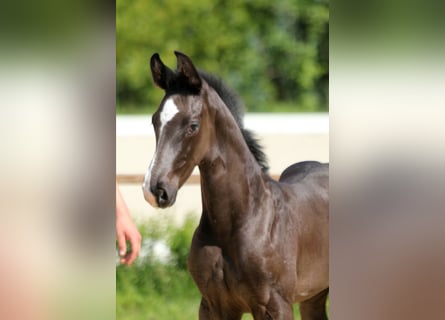 Hanoverian, Stallion, Foal (05/2025), Black