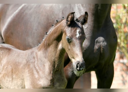 Hanoverian, Stallion, Foal (05/2024), Black