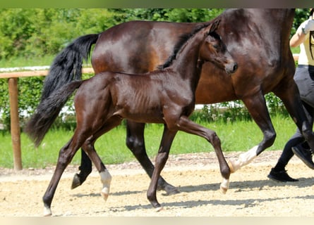 Hanoverian, Stallion, Foal (05/2024), Black