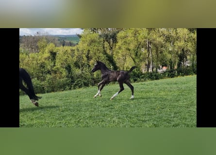 Hanoverian, Stallion, Foal (03/2026), Black