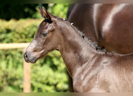 Hanoverian, Stallion, Foal (06/2024), Black