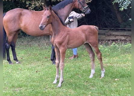 Hanoverian, Stallion, Foal (06/2025), Brown