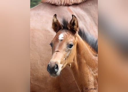 Hanoverian, Stallion, , Brown