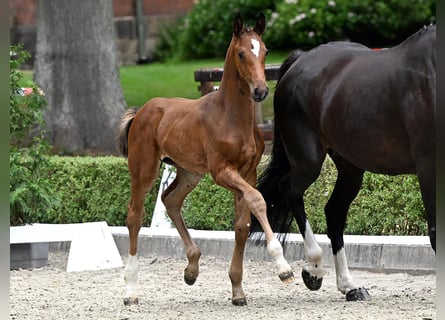 Hanoverian, Stallion, Foal (05/2025), Brown