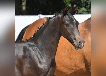 Hanoverian, Stallion, Foal (04/2024), Brown