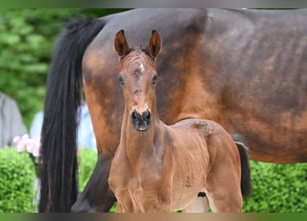 Hanoverian, Stallion, , Brown