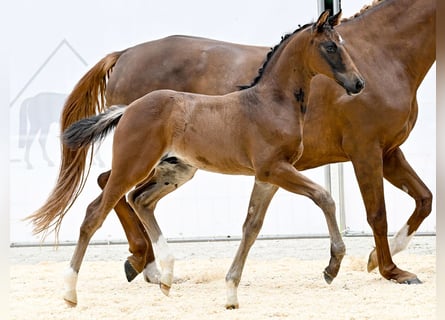 Hanoverian, Stallion, Foal (06/2025), Brown