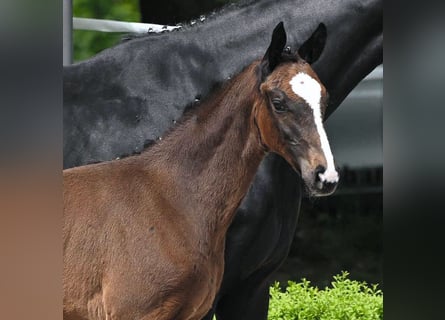 Hanoverian, Stallion, Foal (02/2024), Brown