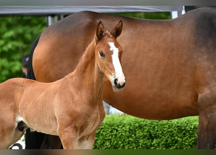 Hanoverian, Stallion, , Brown
