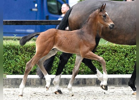 Hanoverian, Stallion, Foal (06/2025), Brown