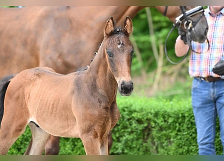 Hanoverian, Stallion, , Brown