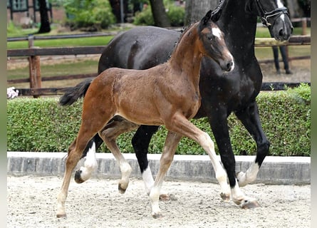 Hanoverian, Stallion, Foal (05/2025), Brown