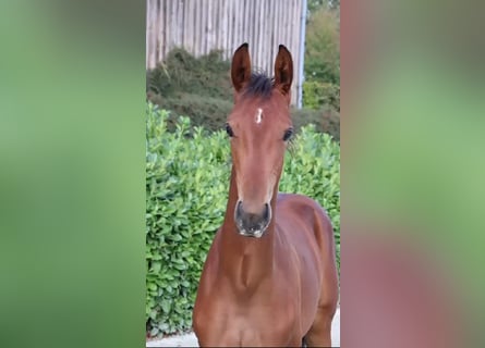 Hanoverian, Stallion, Foal (04/2026), Brown