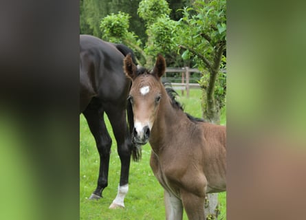 Hanoverian, Stallion, , Brown