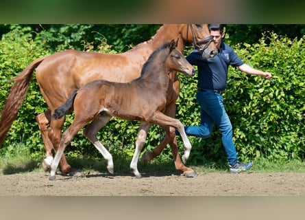 Hanoverian, Stallion, , Brown