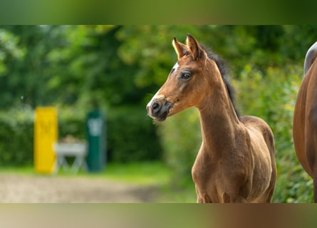Hanoverian, Stallion, Foal (04/2024), Brown
