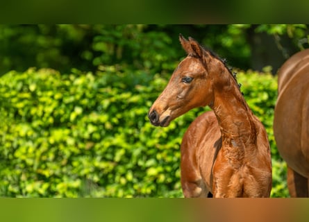 Hanoverian, Stallion, Foal (03/2024), Brown