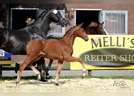 Hanoverian, Stallion, Foal (03/2025), Brown