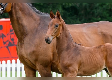 Hanoverian, Stallion, , Brown