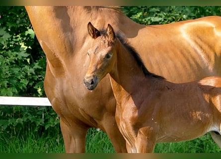 Hanoverian, Stallion, , Brown