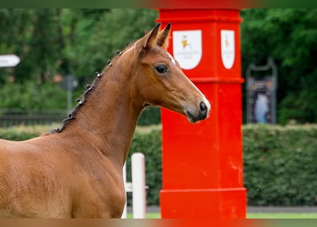 Hanoverian, Stallion, , Brown