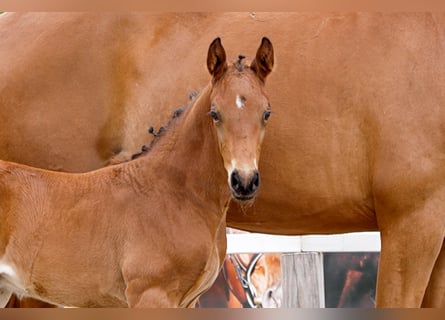 Hanoverian, Stallion, , Brown