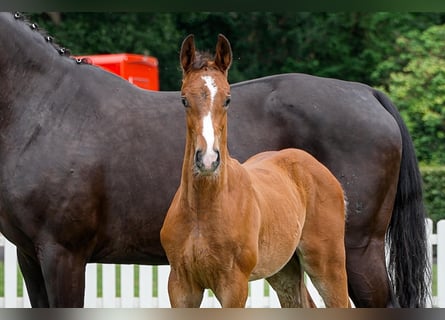 Hanoverian, Stallion, , Brown