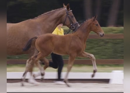 Hanoverian, Stallion, Foal (06/2025), Brown