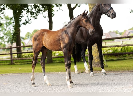 Hanoverian, Stallion, Foal (05/2025), Brown