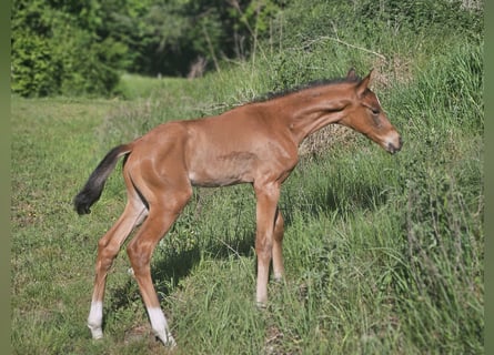 Hanoverian, Stallion, Foal (02/2025), Brown