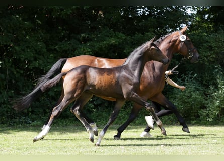 Hanoverian, Stallion, Foal (04/2024), Brown