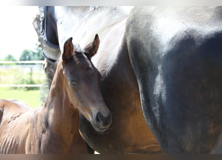 Hanoverian, Stallion, , Brown
