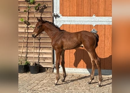 Hanoverian, Stallion, Foal (05/2024), Brown