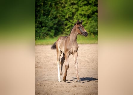 Hanoverian, Stallion, Foal (01/2024), Brown