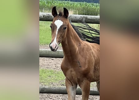 Hanoverian, Stallion, Foal (01/2024), Brown