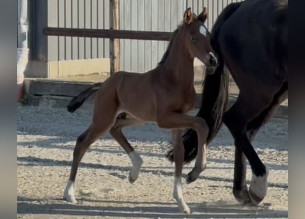 Hanoverian, Stallion, , Brown