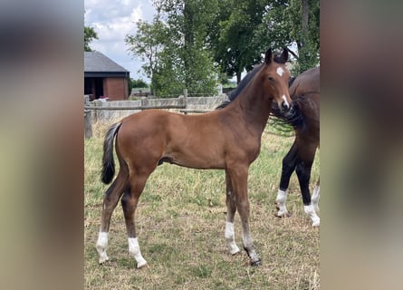 Hanoverian, Stallion, , Brown