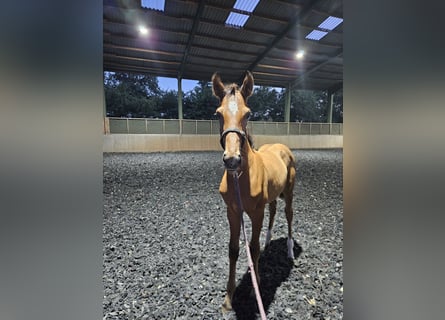 Hanoverian, Stallion, Foal (05/2025), Brown