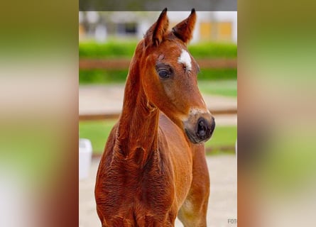 Hanoverian, Stallion, , Brown