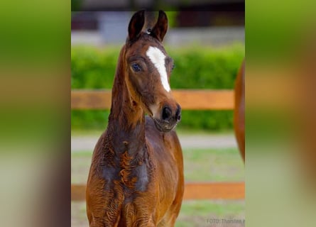 Hanoverian, Stallion, , Brown