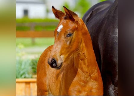Hanoverian, Stallion, , Brown