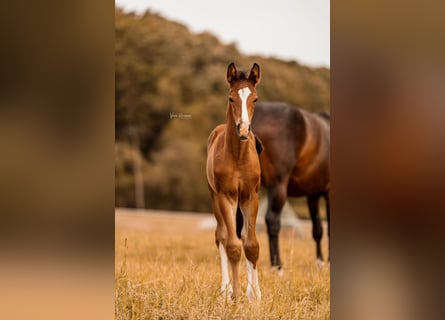 Hanoverian, Stallion, Foal (04/2025), Brown