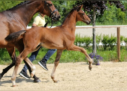 Hanoverian, Stallion, , Brown