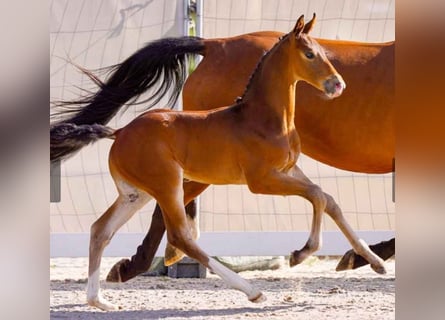 Hanoverian, Stallion, Foal (04/2024), Brown