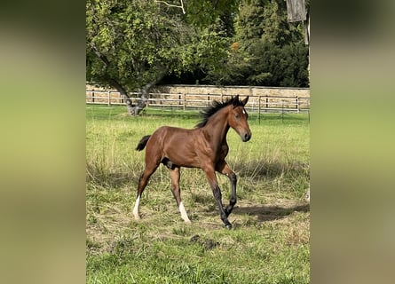 Hanoverian, Stallion, Foal (05/2023), Brown
