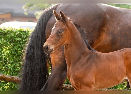 Hanoverian, Stallion, , Brown