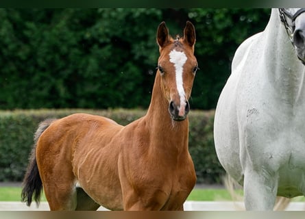 Hanoverian, Stallion, , Brown